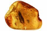 Large, Detailed Fossil Caddisfly (Trichopterae) In Baltic Amber #102802-1